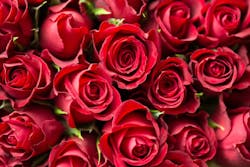 1672949660640 Roses 1672949660640 Roses