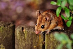 1672950125668 Mouse 1672950125668 Mouse