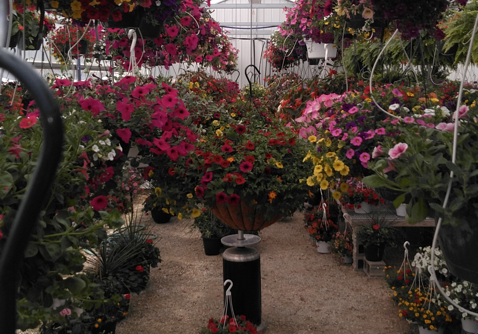 1673021879504 Peels1