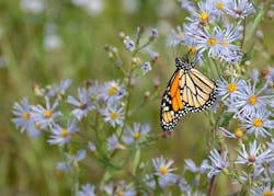 1673022209317 Butterfly 1673022209317 Butterfly