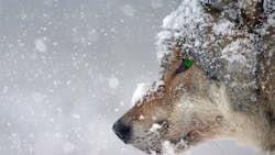 1673023492736 Wolf 1673023492736 Wolf