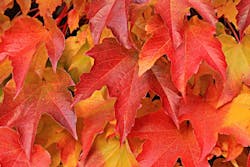 1673023508093 Fallleaves 1673023508093 Fallleaves