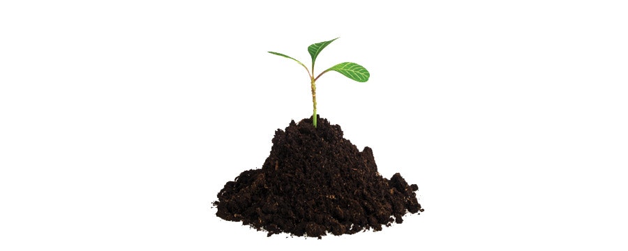 1673042936305 Sproutingplantseedling