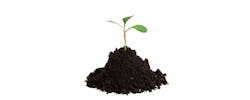 1673042936305 Sproutingplantseedling 1673042936305 Sproutingplantseedling