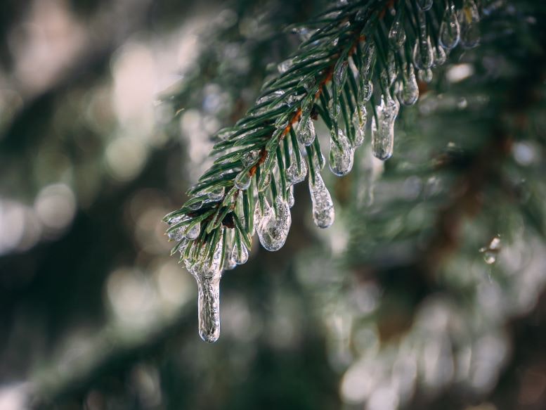 evergreen-ice-spring-pexels