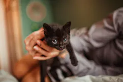 Blackcat 640f88efe706e Blackcat 640f88efe706e