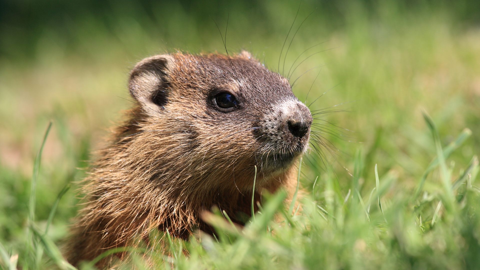 Dreamstime Xxl 3124419 650dfbfa4d211