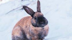 6570e5c747cdef001e80d9b4 Pexelswildshotsphotography17585409 6570e5c747cdef001e80d9b4 Pexelswildshotsphotography17585409