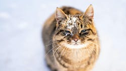 6598672009bbd1001ee30c6d Pexelsaaitar11034927 6598672009bbd1001ee30c6d Pexelsaaitar11034927