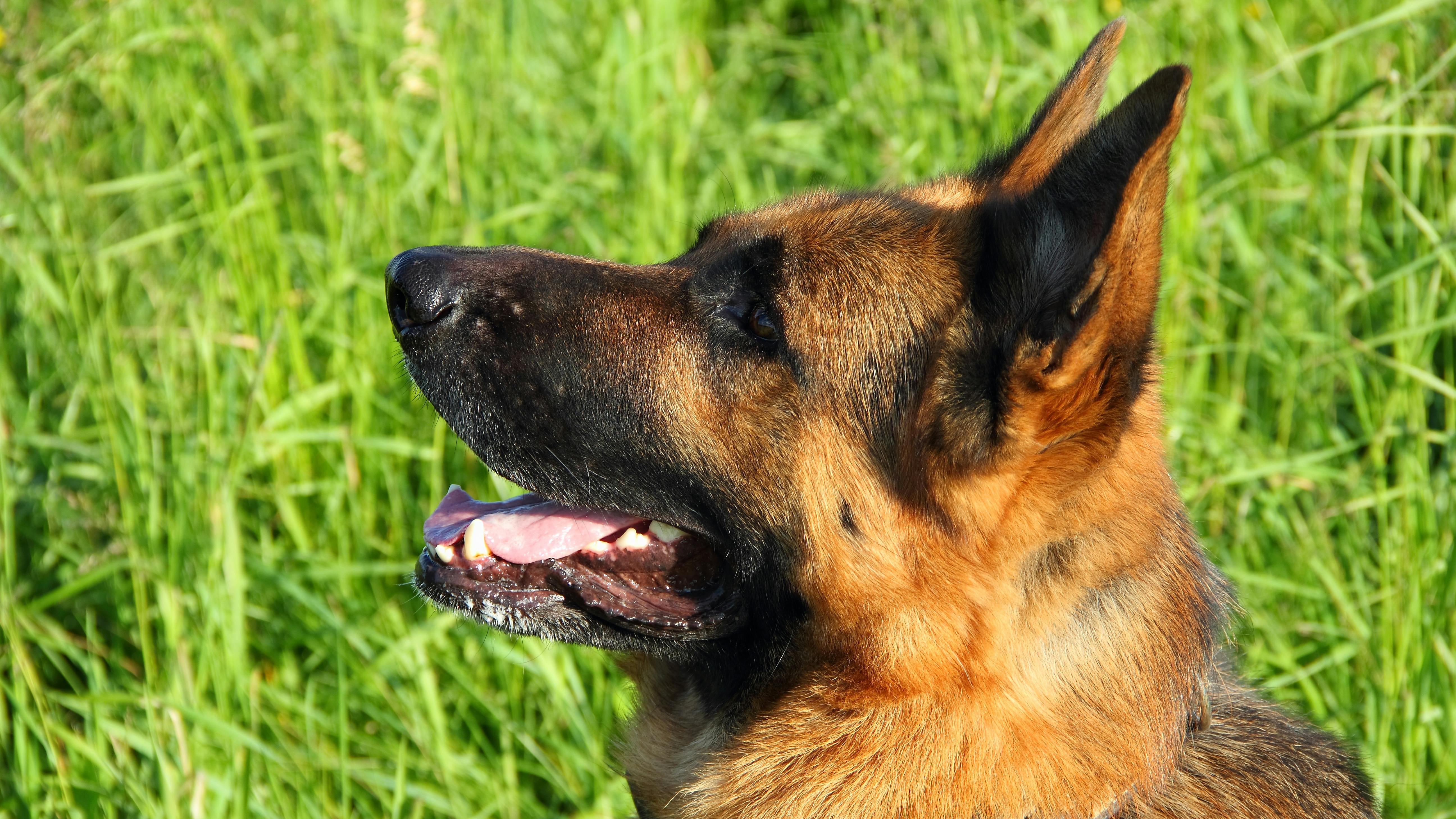 dreamstime_xxl_20023734