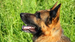 65de2af17661a3001e587499 Dreamstime Xxl 20023734 65de2af17661a3001e587499 Dreamstime Xxl 20023734