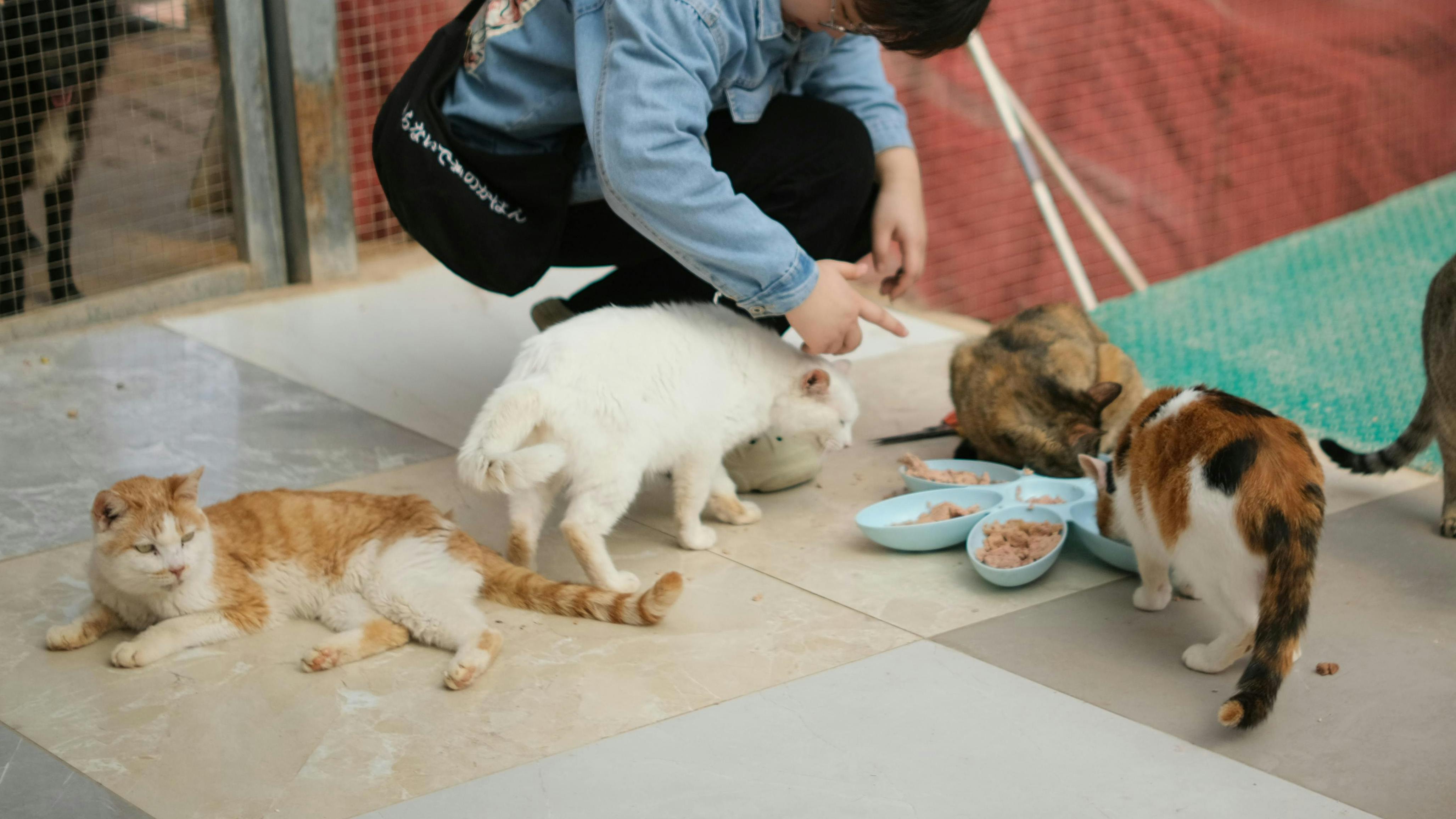 6626c900ebde62001e4af55e Pexelssims121716465626