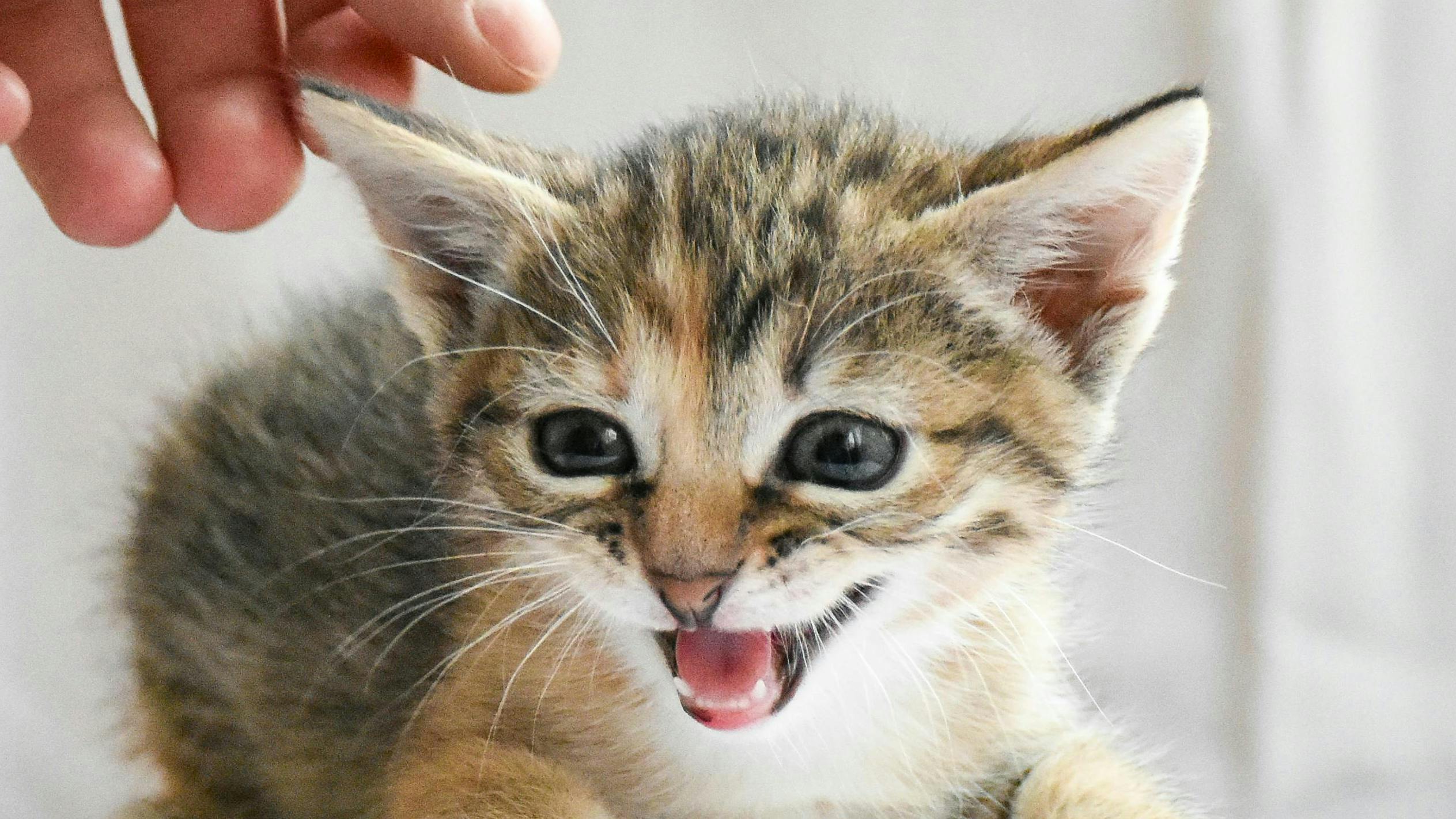 66a169fb75a19257a87e6984 Pexelsartemmakarov28967087613228211