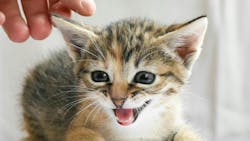 66a169fb75a19257a87e6984 Pexelsartemmakarov28967087613228211 66a169fb75a19257a87e6984 Pexelsartemmakarov28967087613228211