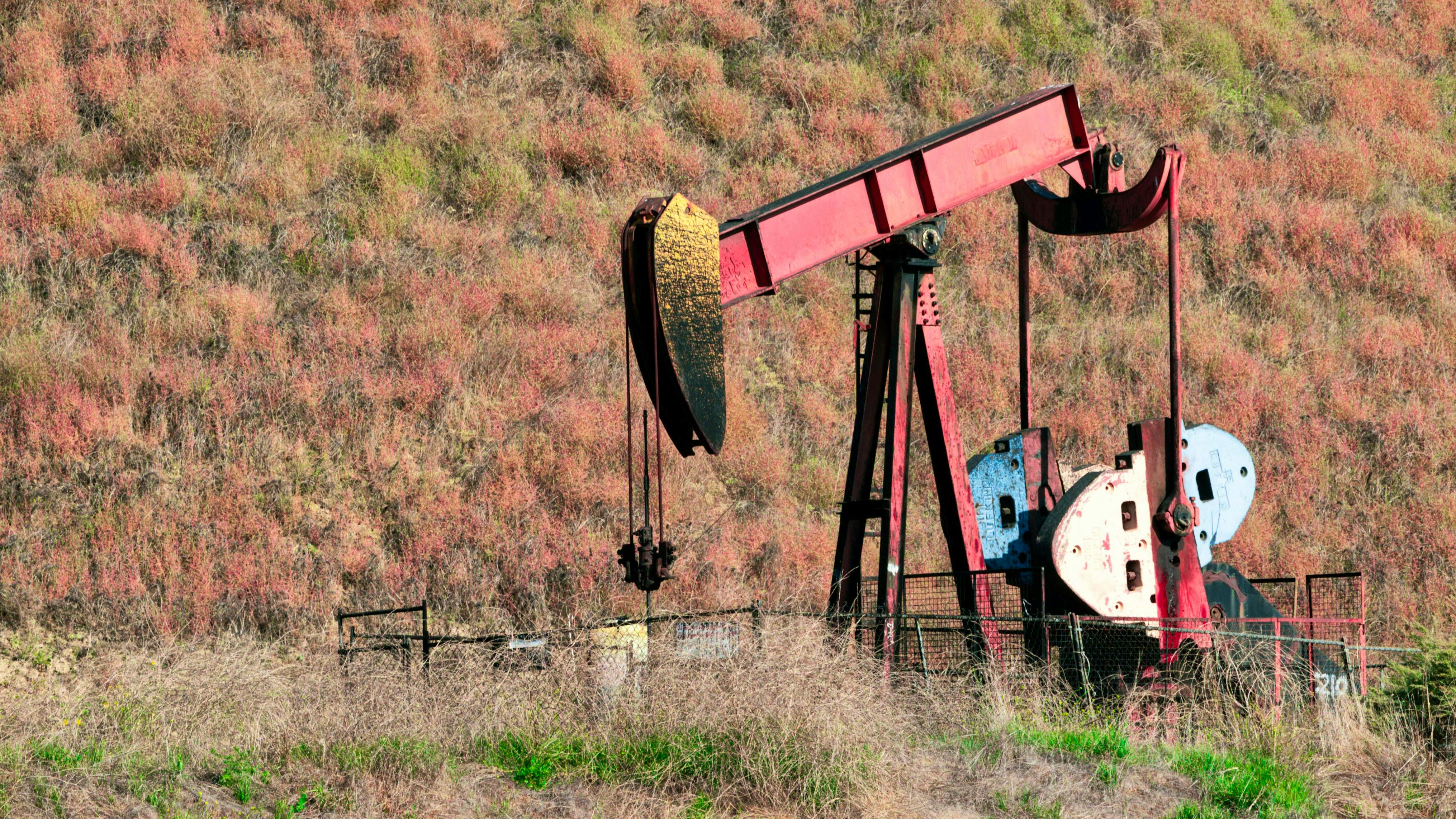 66f46503df23578a67575ad7 Pexelsninobur18905793