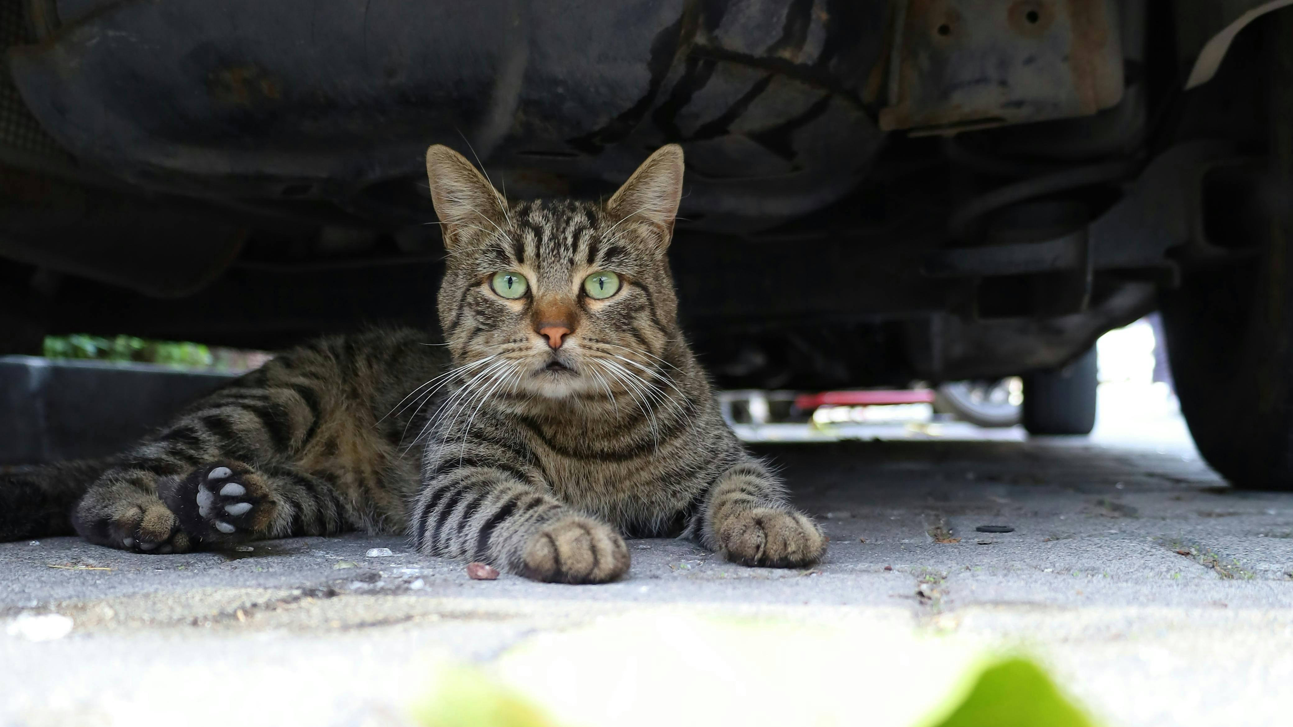 685916ba539fbe1be38dcfc5 Cat Under Car