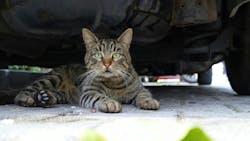 685916ba539fbe1be38dcfc5 Cat Under Car 685916ba539fbe1be38dcfc5 Cat Under Car